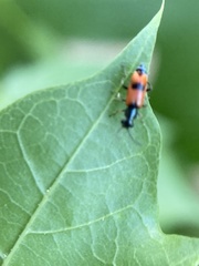 Anthocomus