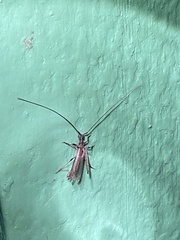 Styloxus fulleri californicus