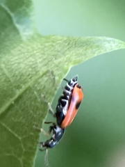 Anthocomus