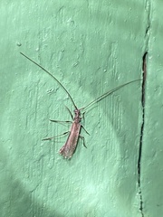 Styloxus fulleri californicus