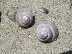 Tegula patagonica
