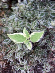 Magnoliopsida