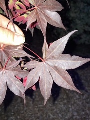 Acer