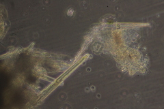 Dictyosphaerium