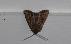 Ichneutica skelloni