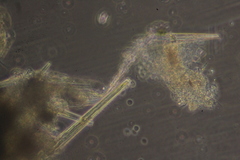 Dictyosphaerium