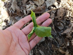Trillium cernuum