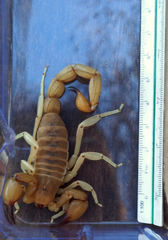 Timogenes elegans