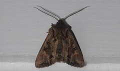 Ichneutica skelloni