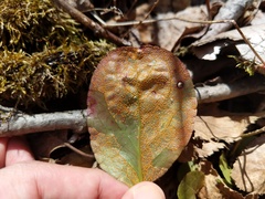 Rossmanomyces pyrolae