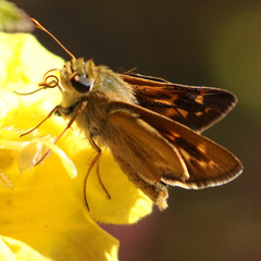 Hesperia meskei