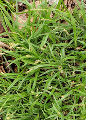 Carex hirtifolia