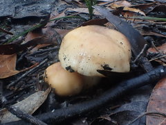 Russula neerimea