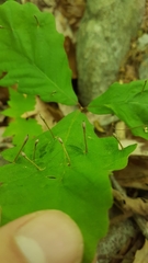 Andricus chinquapin