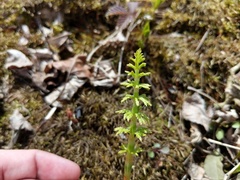 Equisetum sylvaticum