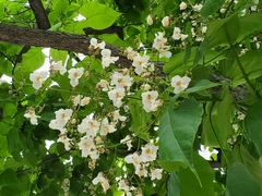 Catalpa bignonioides