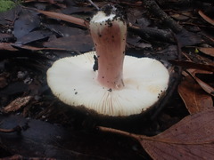 Russula neerimea