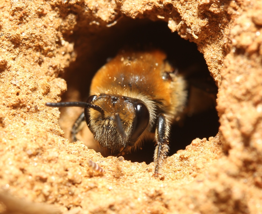 Rufous-backed Cellophane Bee