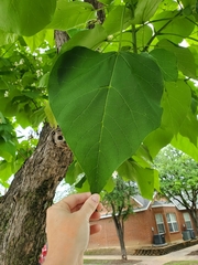 Catalpa bignonioides