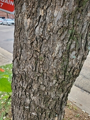Catalpa bignonioides