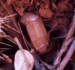 Timogenes elegans