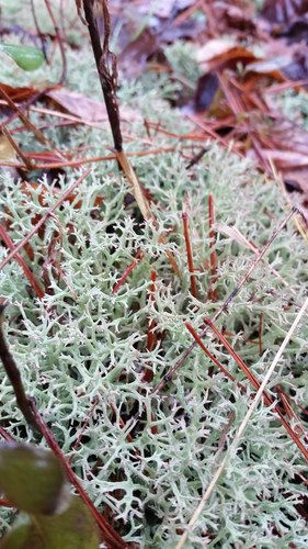 many-forked cladonia