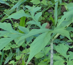 Wild Calla (Taccarum)