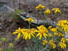 Packera antennariifolia