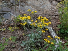 Packera antennariifolia