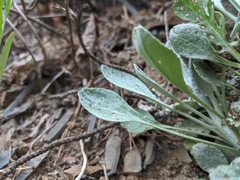 Packera antennariifolia