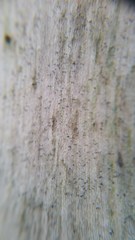 Chaenothecopsis debilis