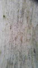 Chaenothecopsis debilis