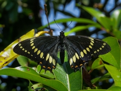 Papilio scamander