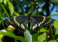 Papilio scamander