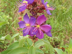 Dissotis princeps