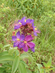 Dissotis princeps