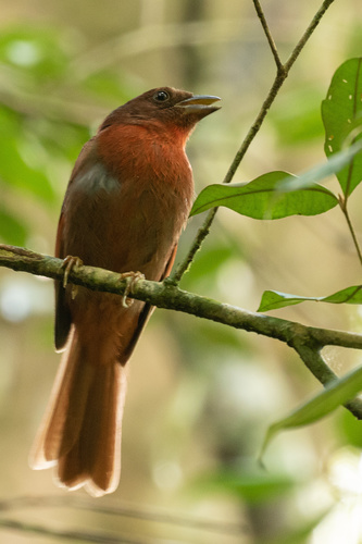 Red-crowned Ant-Tanager
