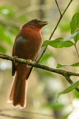 Red-Crowned Ant-Tanager photo 4
