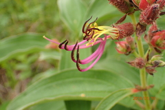 Dissotis princeps