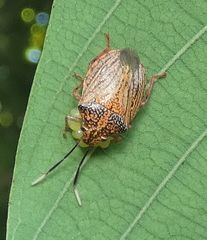 Antiteuchus sepulcralis