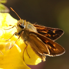 Hesperia meskei