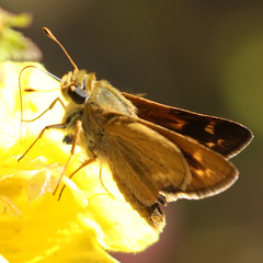 Hesperia meskei