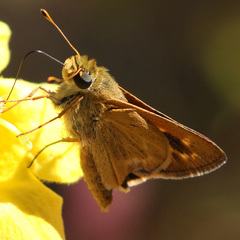 Hesperia meskei
