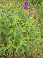 Dissotis princeps