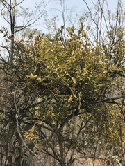 Phoradendron velutinum