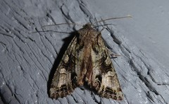 Ichneutica insignis