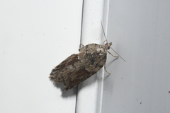 Acleris pulverosana