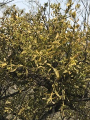 Phoradendron velutinum