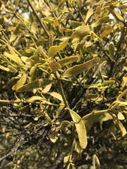 Phoradendron velutinum