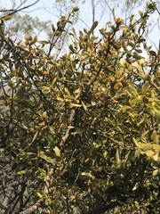 Phoradendron velutinum